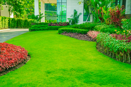 grass